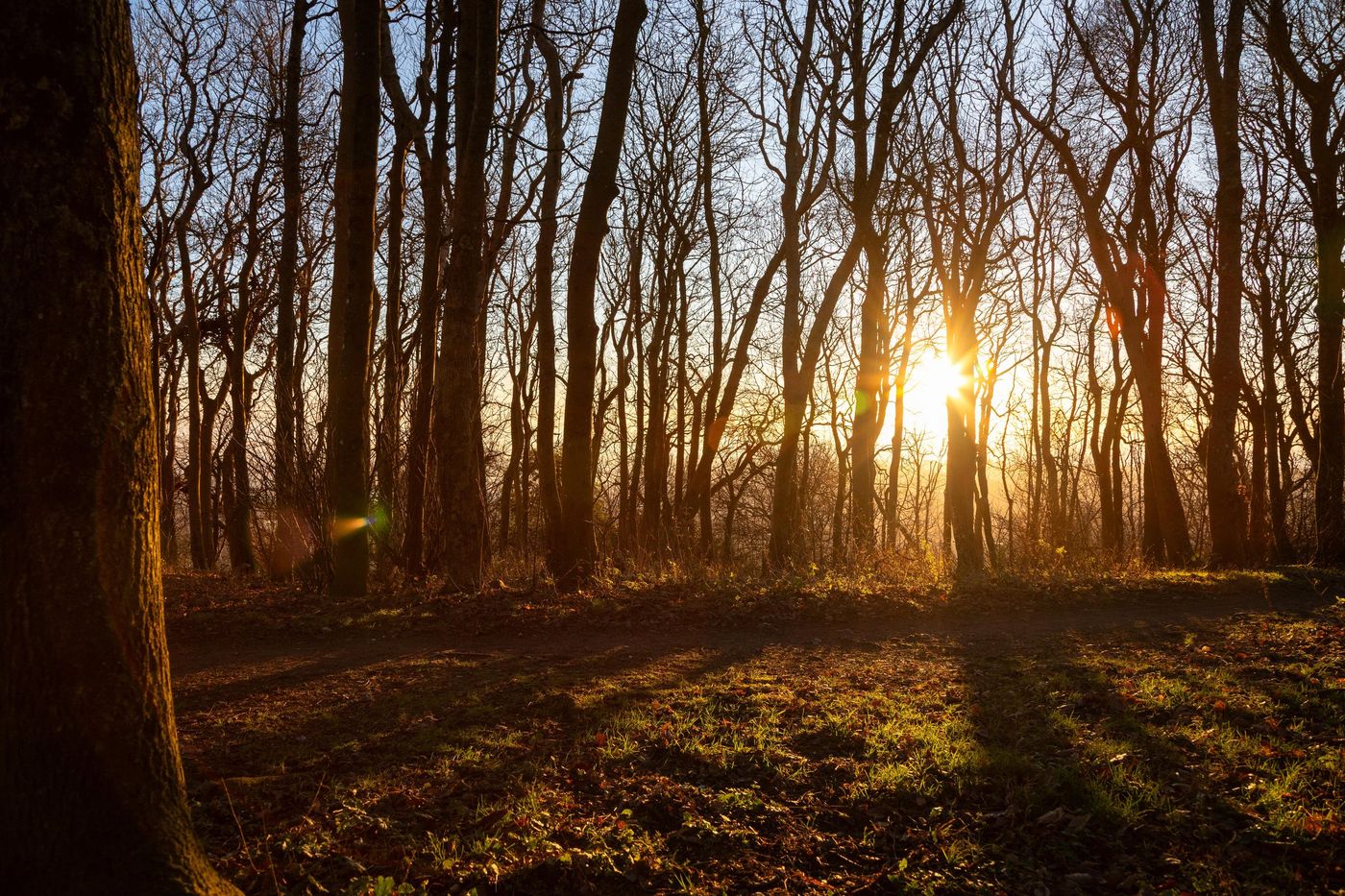 Sunlight through a forest of bare trees