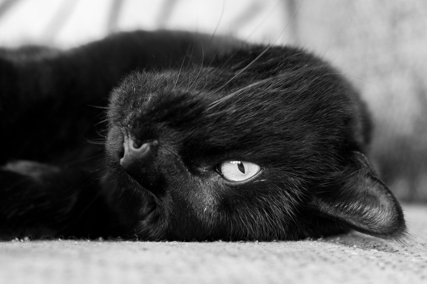 Black cat resting in black and white